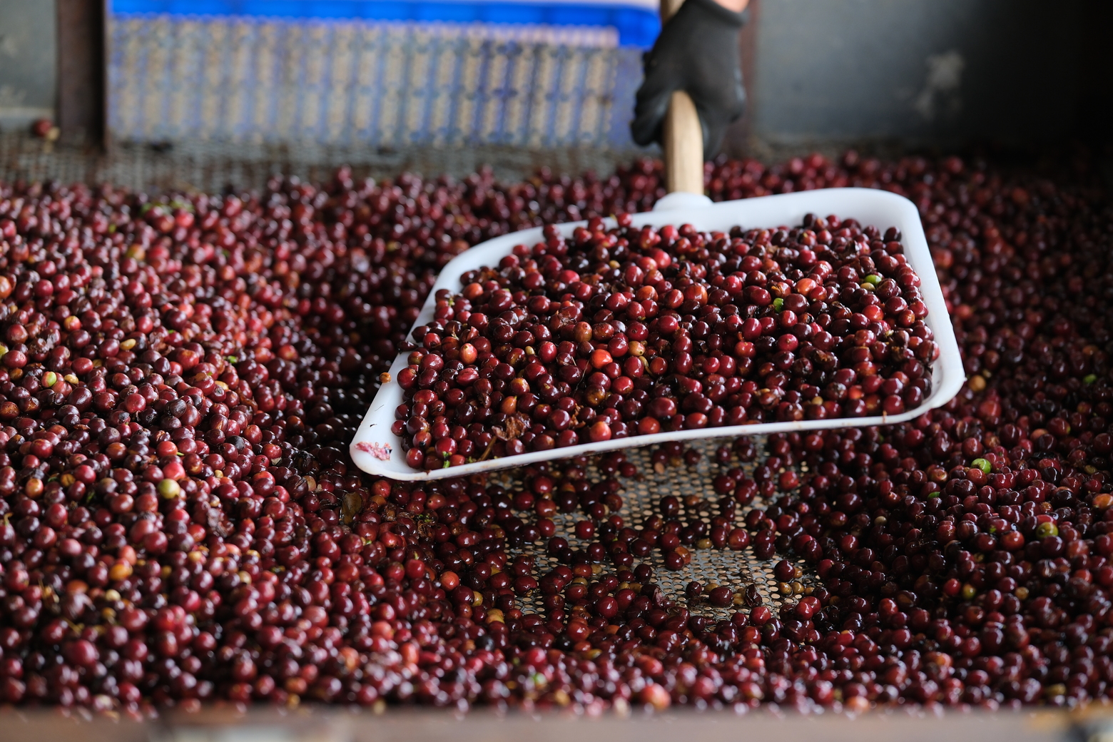 Coffee processing